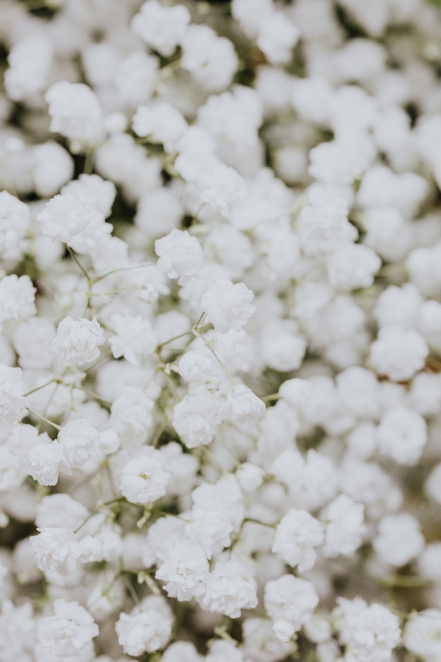 white flowers background white flowers background